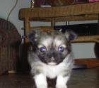 Langhaar Chihuahua Rüde 5 Wochen Jung