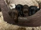 Labrador x Golden Retriever Welpen zu verkaufen