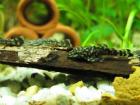 Antennenwelse Jungfische günstig abzugeben