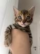 4 zuckersüße Bengal Kitten