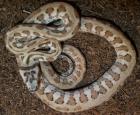 TEPPICHPYTHON HYPO JAGUAR UND SIBLINGS AUS 2022
