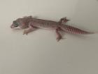 0. 1 Blizzard Leopardgecko Weibchen Enz 22