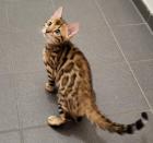 Bengal Kitten Kater reinrassig