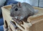 Rennmaus Weibchen 1Jahr alt Kiel