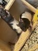2 Ratten Brüder suchen ein Zuhause