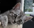 Hagen NRW BKH British Kurzhaar Katzenbabys Kitten reinrassig Katzenbaby