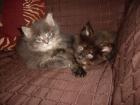 Maine Coons von Plaster Moutain Castle