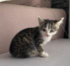 Katzenbaby Weiblich
