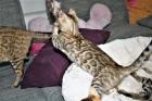 Bengal Kitten mit viel Glitter aus liebevoller Hobbyzucht suchen ein neues Zuhau