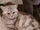 Bkh Deckkater Black Silber Tabby classic