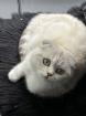 Scottish BKH mix Katze