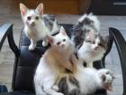 Katzenbabys zu verkaufen Birma Mix