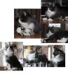 Maine Coon Katerchen blue smoke white geb. 19. 09. 2022 -bereit zum ausziehen