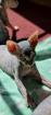 Reinrassige Canadian Sphynx Katzenbabys