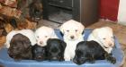 Labrador Welpen in blond schwarz und braun geboren am 11. 01. 2022