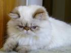Perserkater