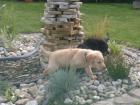 Labradorwelpen