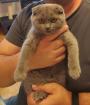 Scottish Fold baby Katze 4 Monate Alt