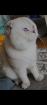 Scottish fold Kater 1 Jahr alt