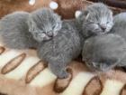 3 Zuckersüße BKH Kitten