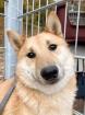 Tamayo - Angsthund - Shiba Inu-Mischling