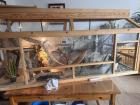 Terrarium mit viel Zubehör und 2 Bartagamen