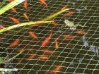Für Ihren Teich Goldfische zu verschenken