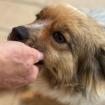 Nikki / Status sucht ein Zuhause