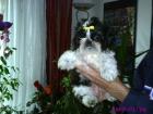 Wunderschöne Shih-Tzu-Welpen geb. 4. 7. Abgabe Anf. Nov.