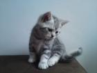 4 BKH Boys in Black Silver Classic Tabby suchen neues Zuhause