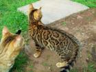 Bengal Kitten aus liebevoller Familienaufzucht geimpft gechipt auf HCM getest