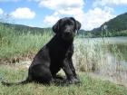 Grunderzogener Kinderlieber Stubenreiner und lieber Labrador welpe 4 5 Monate mi