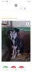 Tolle Welpen Junghunde Hundesenioren