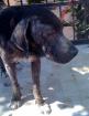 Blacky oder Wer darf leben . wer muss qualvoll sterben