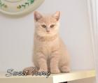 BKH Katzenbabys mit Stammbaum