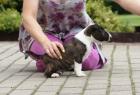 Wunderschöne Reinrassige Miniature Bull-Terrier