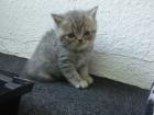 Britisch Kurzhaar BKH Katzen/Kater Kitten suchen neues Zuhause