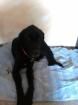 Gismo Traumhund sucht dringend ein zuhause