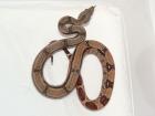 Boa constrictor imperator salmon pastell u. A.