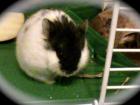 Verschenke cambellhamster