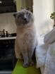 Britisch-Kurzhaar/scottish-fold-shorthair Mischlingskatze hellgrau