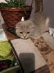 Scottish Fold Schmusebacke
