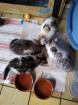 Exotic Sorthair Kitten