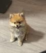 Zwergspitz Pomeranian