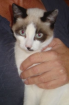 Clyde - wer spielt und schmust mit mir