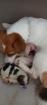 Jack Russel Terrier Welpen
