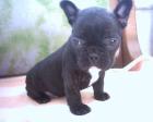 Fanzösisch Bulldog Welpen wir bekommen in den Tagen