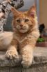 MainCoon Kater red-solid
