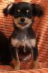 Chihuahua-Minni-Mädchen Black n Tan Langhaar