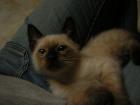 Siamkitten abzugeben